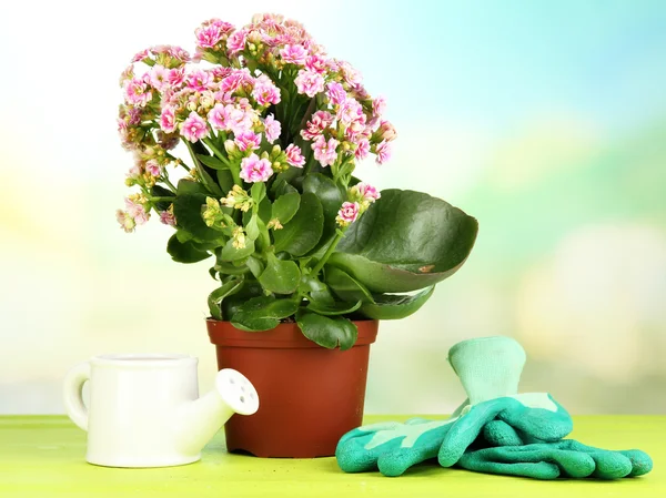 Mooie bloem in pot op houten tafel op natuurlijke achtergrond — Stockfoto