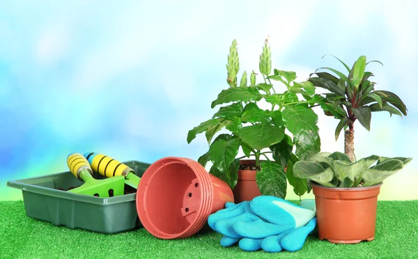 Schöne Blumen in Töpfen auf Gras auf hellem Hintergrund — Stockfoto