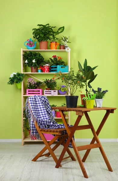 Beaucoup de belles fleurs dans des pots dans la chambre — Photo