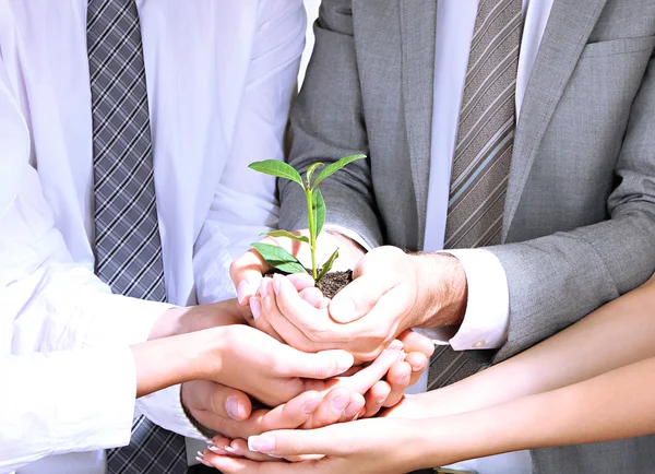 Equipo empresarial que mantiene juntos brotes verdes frescos — Foto de Stock