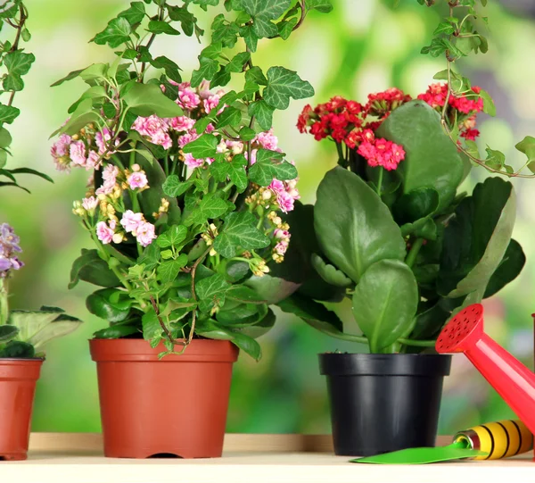 Beautiful flowers in pots on wooden shelves on natural background — Stock Photo, Image