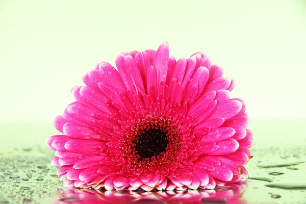 Güzel pembe gerbera çiçekleri, yakın çekim — Stok fotoğraf