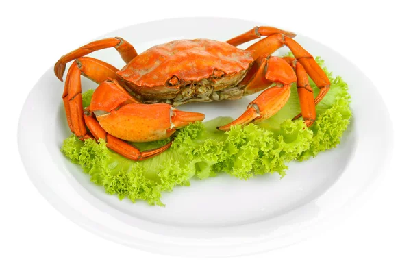 Boiled crab on white plate, isolated on white — Stock Photo, Image