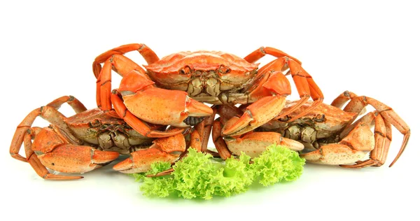 Gekookte krabben geïsoleerd op wit — Stockfoto