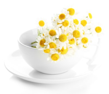 Beautiful wild camomiles in