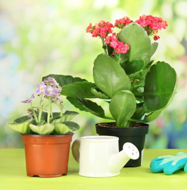 Tencere doğal zemin üzerine ahşap masa üzerine güzel çiçekler