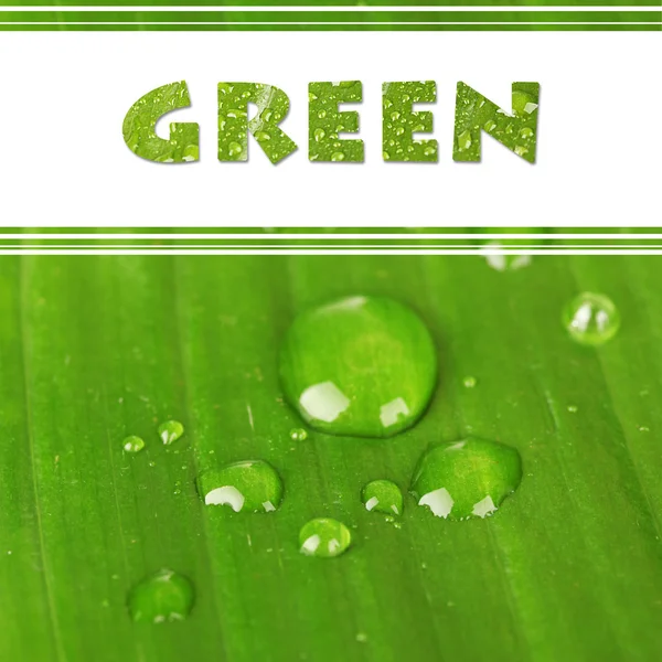 Palavra verde e close up de folha verde com orvalho - Conceito de ecologia — Fotografia de Stock