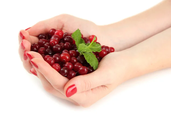 Mãos de mulher segurando cranberries vermelhas maduras, isolado no whit — Fotografia de Stock