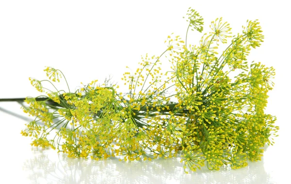 Flor de eneldo aislada en blanco — Foto de Stock