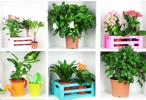 Beautiful flowers in pots on white shelves close-up — Stock Photo, Image