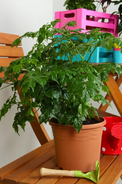 Många vackra blommor i krukor i rummet närbild — Stockfoto