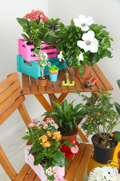 Viele schöne Blumen in Töpfen im Raum Nahaufnahme — Stockfoto