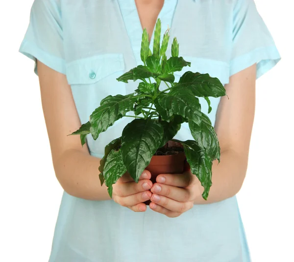 Beautiful flower in pot in hands of girl isolated on white — Stock Photo, Image