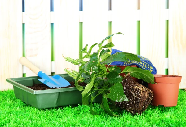 Schöne Blume im Topf auf Gras im Garten — Stockfoto