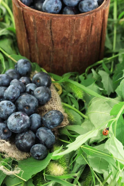 Blueberries in wooden basket and sackcloth on grass — Stock Photo, Image