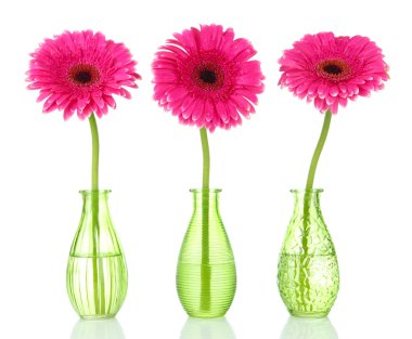 güzel pembe gerbera çiçekleri beyaz izole vazolar