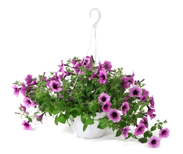 Purple petunia in flowerpot isolated on white — Stock Photo, Image