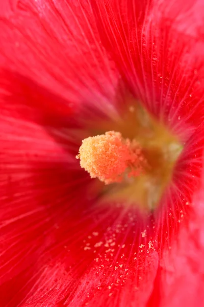 Rosa malva fiore, da vicino — Foto Stock