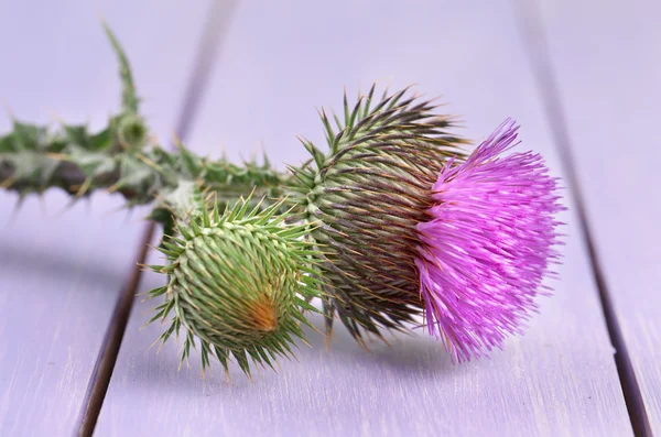 Thistle flower on wooden background — Stock Photo, Image
