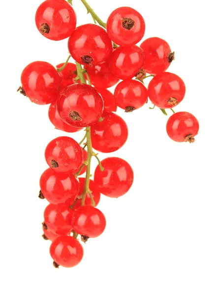 Branch of red currant isolated on white — Stock Photo, Image