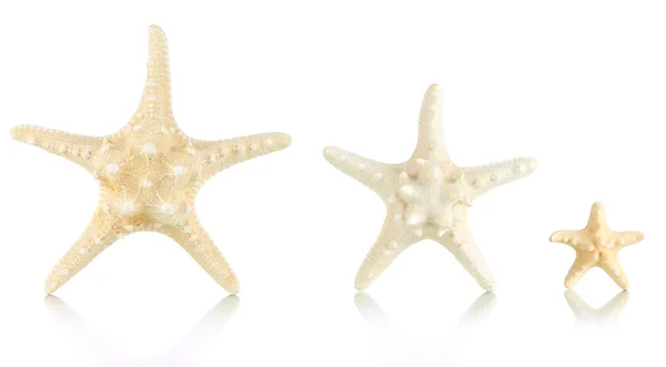 Estrella de mar blanca aislada sobre blanco —  Fotos de Stock