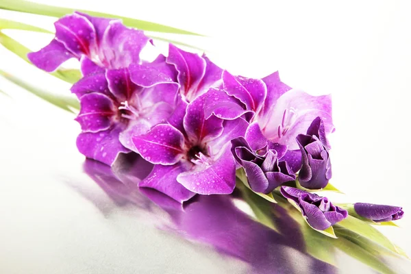 Schöne Gladiolenblüte auf grauem Hintergrund — Stockfoto