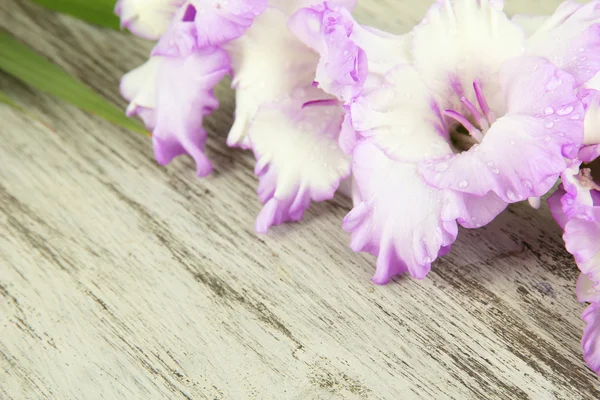 Bellissimo fiore gladiolo su sfondo di legno — Foto Stock