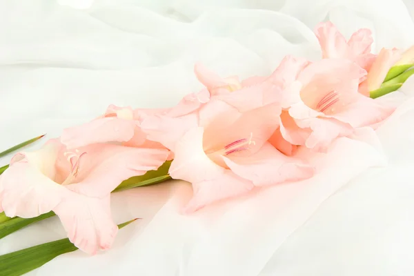 Hermosa flor de gladiolo sobre fondo de tela blanca — Foto de Stock