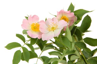 kalça üzerinde beyaz izole çiçek gül