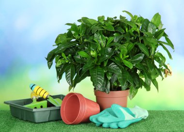 tencerede parlak arka plan üzerinde çim üzerinde güzel bir çiçek