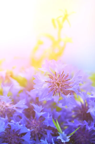 Красивый букет васильковых цветов на голубом фоне — стоковое фото