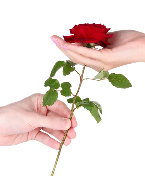 Χέρι του ανθρώπου, δίνοντας του ένα τριαντάφυλλο που απομονώνονται σε λευκό — Φωτογραφία Αρχείου