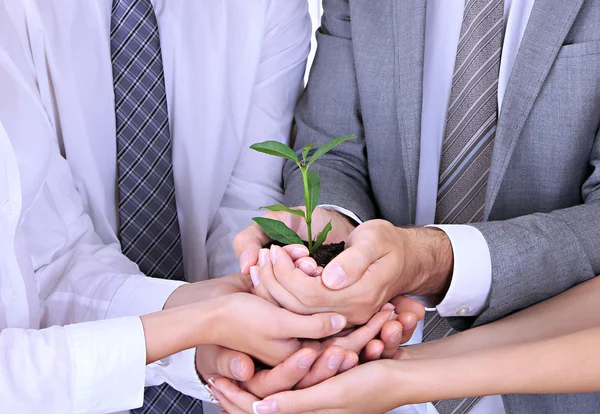 Business team holding together fresh green sprout — Stock Photo, Image