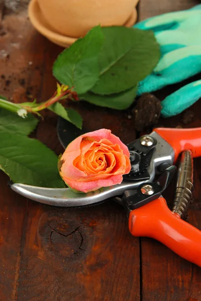 Bahçe secateurs ve gül ahşap masa yakın çekim üzerinde