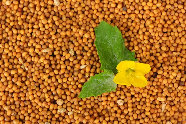 Mustard seeds with mustard flower, close up — Stock Photo, Image