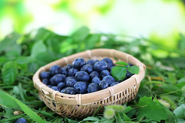 在草地上自然背景上木制篮子里的蓝莓 — 图库照片