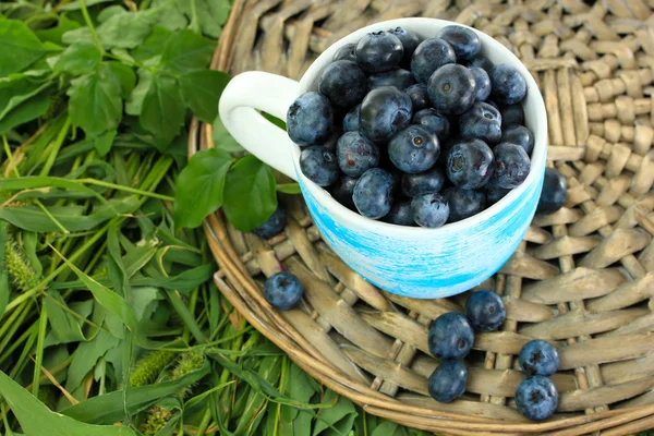 Blueberries in cup on wicker tray on grass — Stock Photo, Image