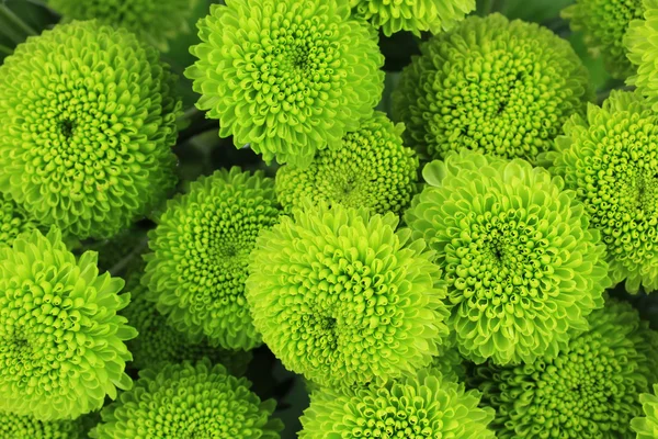 Schöne grüne Chrysanthemen aus nächster Nähe — Stockfoto