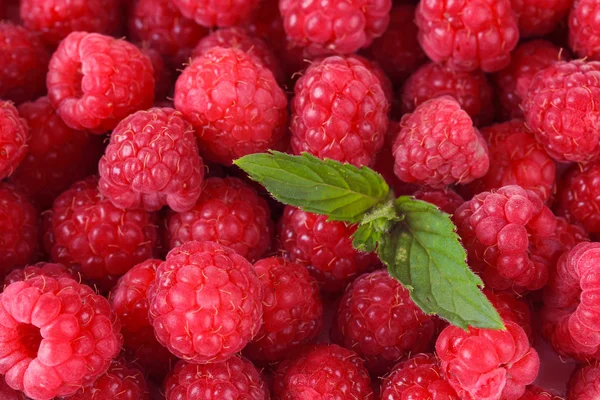 Framboises douces mûres, gros plan — Photo