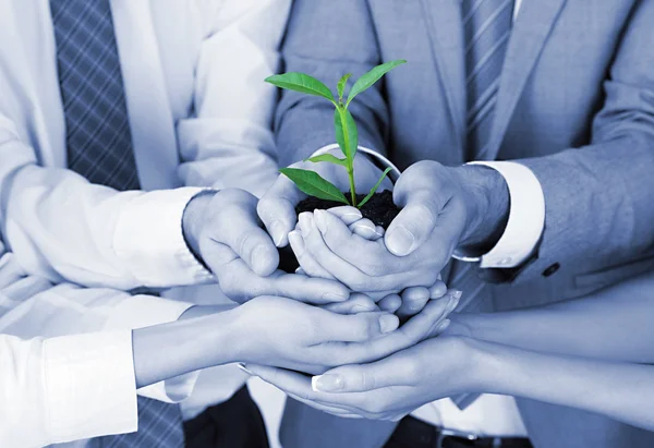 Business team holding together fresh green sprout closeup — Stock Photo, Image