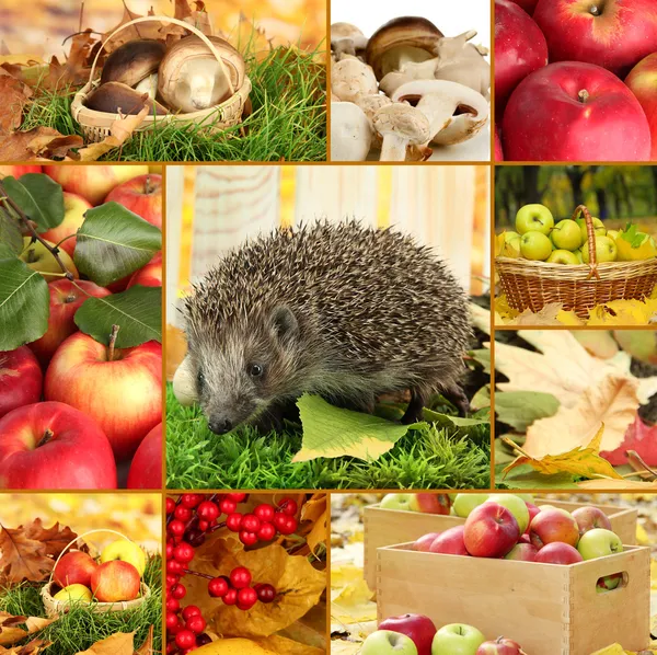 Collage de otoño de manzanas, setas y erizo — Foto de Stock