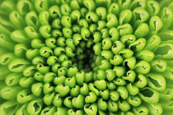 Beautiful green chrysanthemum close-up — Stock Photo, Image