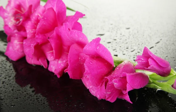 Mooie gladiolen bloem op zwarte achtergrond — Stockfoto