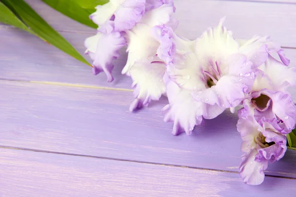 Hermosa flor de gladiolo sobre fondo de madera — Foto de Stock