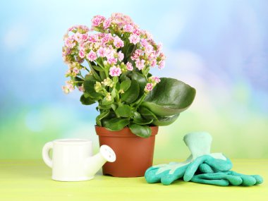 tencerede doğal zemin üzerine ahşap masa üstünde güzel bir çiçek