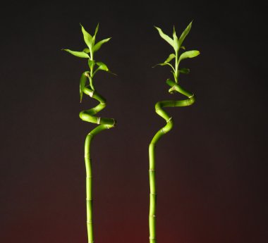 Bambu parlak zemin üzerine vazo içinde