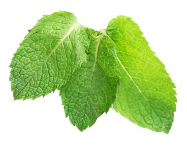 Taze nane yaprakları üzerinde beyaz izole