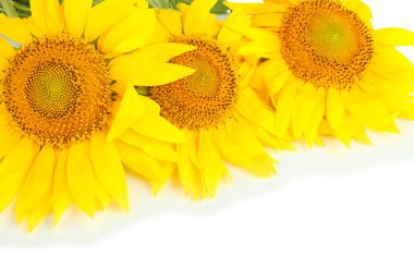 Ayçiçeği beyaz üzerinde izole