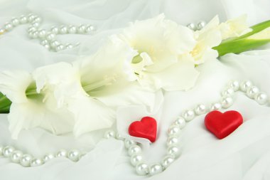 Beyaz kumaş arka plan güzel Glayöl çiçek