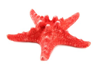 beyaz üzerinde izole denizyıldızı